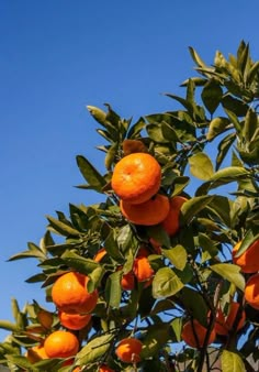 an orange tree with lots of ripe oranges on it's branches against a blue sky