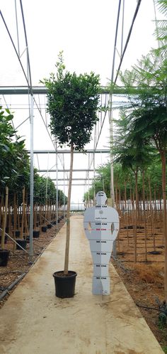 a tree in a large greenhouse with lots of trees growing on the sides and around it