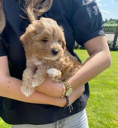 a woman holding a small brown dog in her arms on top of a grass covered field