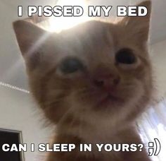 an orange cat with the caption i missed my bed can i sleep in yours?