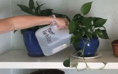 a hand is pouring water into a potted plant on top of a white shelf