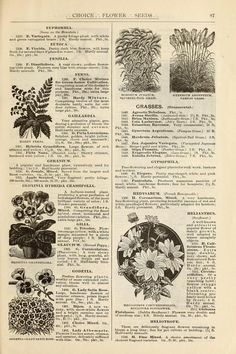 an old book with pictures of flowers and plants