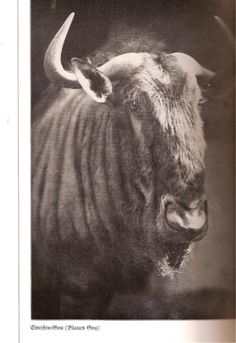 an old photo of a bull with large horns