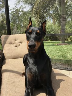 a black and brown dog sitting on top of a couch next to a palm tree