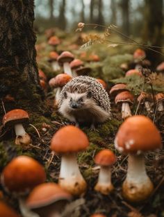 a hedgehog in the middle of a forest with lots of mushrooms on the ground