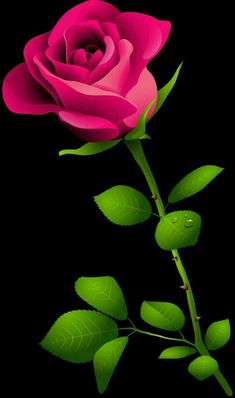 a pink rose with green leaves on a black background