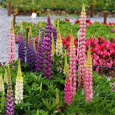 many different colored flowers in a garden