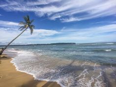 a palm tree on the beach with waves coming in to shore and blue sky above