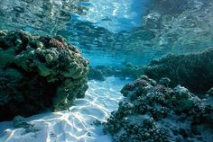 an underwater view of corals and other marine life in the ocean, with sunlight shining on them