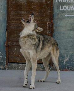 a wolf standing in front of a door with its mouth open