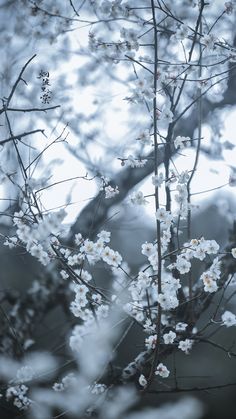 white flowers are blooming on a tree branch