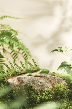 a moss covered rock in the middle of a forest filled with green plants and leaves