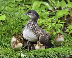 a mother duck with her chicks in the grass