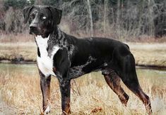 a large black and white dog standing on top of a dry grass field next to a river