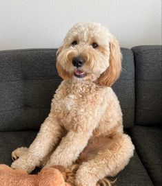 a dog sitting on top of a couch next to a stuffed animal