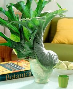 a green plant sitting in a vase on top of a table next to a book