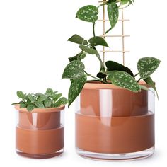 two potted plants are shown in front of each other