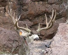 a deer with large antlers standing in front of some rocks