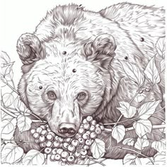 Unleash Creativity with Brown Bear Coloring Pages Bear Pyrography, Cute Bear Coloring Pages, Brown Bear Coloring Pages, Bear Coloring Pages For Adults, Bears Coloring Pages, Bear Coloring Page, John Wayne Movies, Bear Coloring Pages