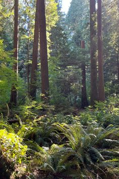 a forest filled with lots of tall trees and ferns