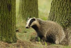 a badger is standing in the grass between two trees with moss growing on it's sides