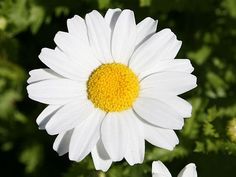 two white and yellow flowers with green leaves in the background