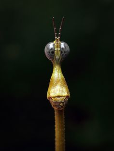 a yellow and black insect with two eyes on it's head