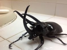 a black beetle sitting on top of a bathroom floor