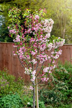 a tree with pink and white flowers is in the middle of a garden, next to a wooden fence