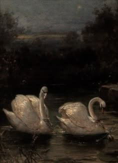 two white swans swimming in a body of water