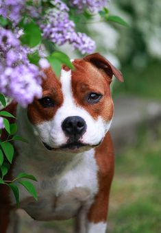 a brown and white dog standing next to purple flowers