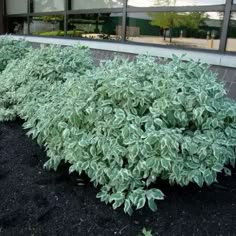 some green plants in front of a building