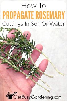 someone is holding rosemary in their hand with the text how to propagate rosemary cuttings in soil or water