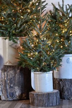 three potted christmas trees sitting next to each other on top of wooden stumps