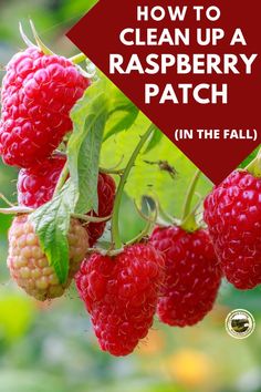 raspberry plant with the title how to clean up a raspberry patch in the fall