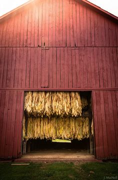 an open barn door with dried corn on the outside and grass in the front area