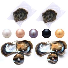 an assortment of different colored pearls in oyster shells