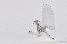 an owl is flying in the snow with its wings spread