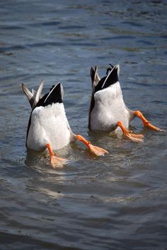 two ducks sitting in the water with a bible verse above them that reads, there are i am causing them to know at this time i shall cause