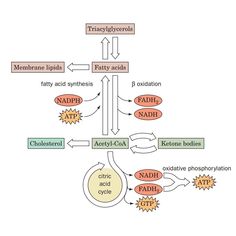 a diagram showing the steps in how to use naddi