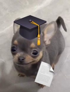 a small dog with a graduation cap on it's head