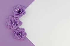 three purple flowers are placed on a white and purple background with space for text or image