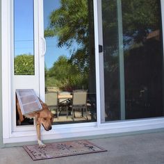 a dog is looking out the front door with his head stuck in an open window