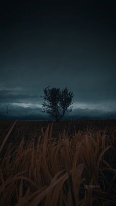 a lone tree stands in the middle of a field at night with dark clouds overhead