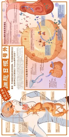 an info sheet showing the different types of animals and their functions in each region of the body