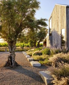 a tree in the middle of a gravel path next to a wooden building and trees