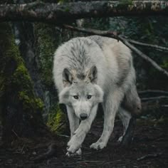 a wolf is walking through the woods