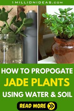 how to propagate jade plants using water and soil