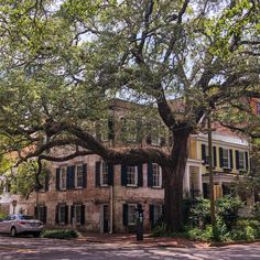 a large tree in front of an old brick building