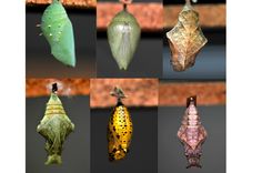 several pictures of different types of leaves and caterpillars hanging from hooks on metal bars